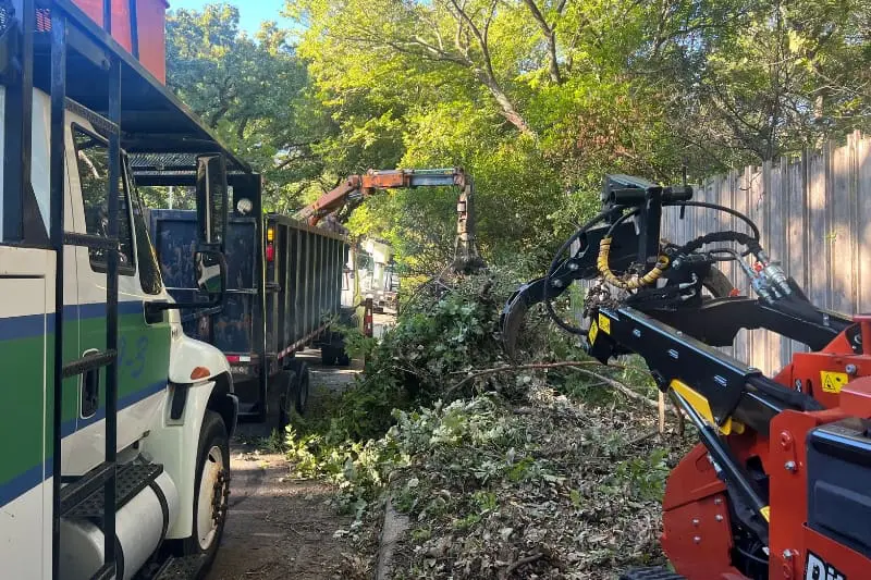 tree-cleanup (2)